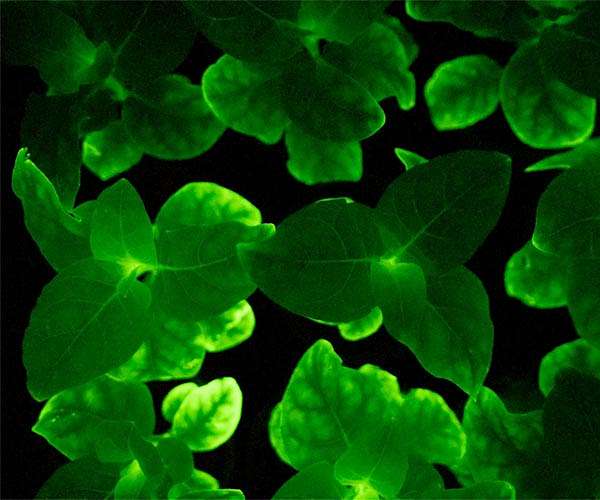 Scientists remotely control plant's pores with light