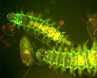 Scripps Scientists Help Decode Mysterious Green Glow Of The Sea