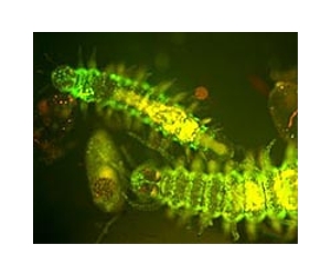 Bright life on the ocean bed: Predators may even color code food