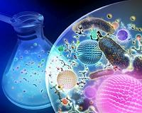 Biomanufacturing of CdS quantum dots