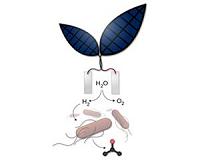 Bionic leaf turns sunlight into liquid fuel