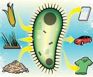 Plastic fantastic - the future of biodegradables