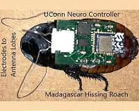 A cyborg cockroach could someday save your life