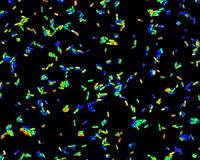 CWRU researchers make biosensor 1 million times more sensitive