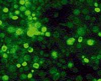 Biosensor Sniffs Out Explosives