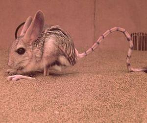 Bipedal rodents survive in the desert with a hop, a skip and a jump