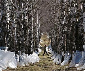 Birch juice season takes Latvia by storm