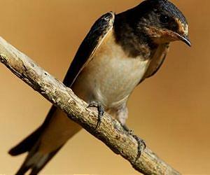 Chernobyl's radioactivity reduced the populations of birds of orange plumage