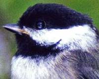 The Intelligence Of A Chickadee