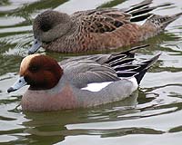 Indirect transmission can spread bird flu