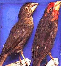 Extinction Rate Reaches Historical Proportions
