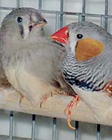More Than 50 Birds Die In British Quarantine From Bird Flu: Official
