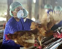 Pandemic Mutations In Bird Flu Revealed