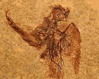 Researchers rethink how our feathered friends evolved