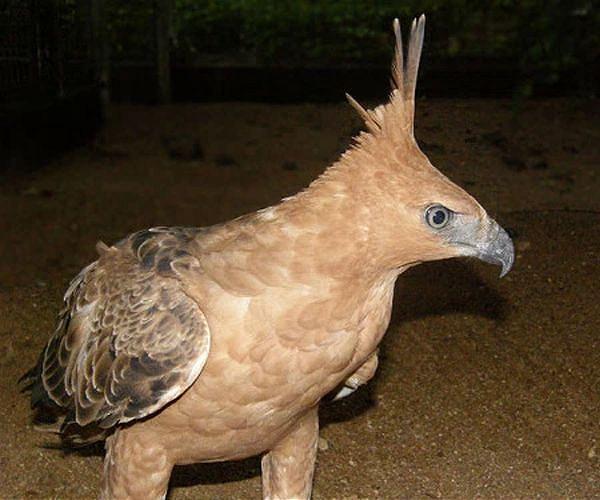 Hawk shape shifting in flight may guide future drone control