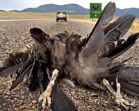 UN chief says humanity's 'war against nature' must stop