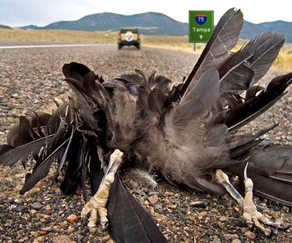 Nature at risk of 'cascading' species extinction: study