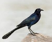 The challenge of measuring a bird brain