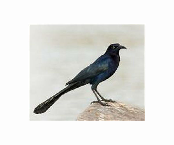 Grackles thrive in human spaces through risk-sensitive learning