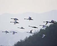 Birds Migrate Earlier, But Some May Be Left Behind As The Climate Warms Rapidly