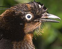 Dozens Of New Species In 'Lost World' Of West New Guinea