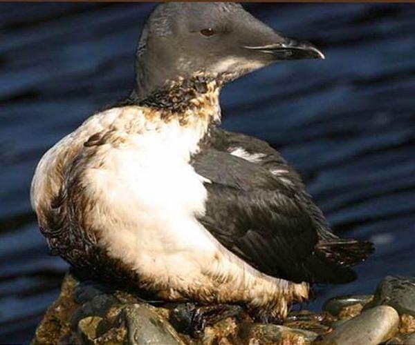Single heat wave wiped out millions of Alaska's dominant seabird