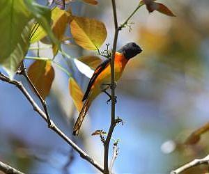 Birds may need a hand to weather climate change