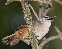 Plain wren duets could help further understand fundamentals of conversation