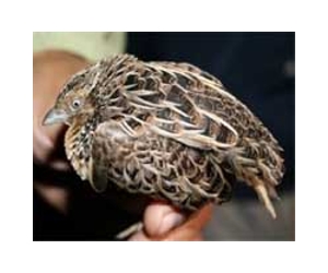 E-commerce in protected wildlife booming