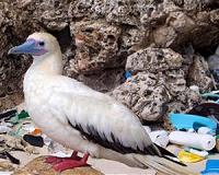 New catalyst to make eco-fiendly bio-based plastics possible