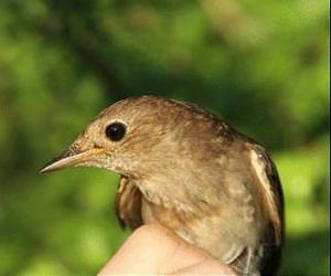 Drought in the Horn of Africa delays migrating birds