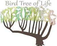 Birds find their place in the avian tree of life
