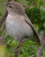 Head Movements By Warblers Could Reveal Basis For Birds' Geomagnetic Sense