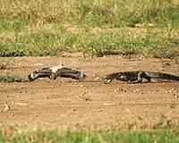 Australian giant monitor lizards trained to avoid eating toxic toads