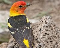 Maybe birds can have it all: Dazzling colors and pretty songs