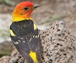 Bigger birds are harder hit by human noise