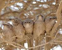Birds help raise other's offspring with the expectation of future benefits