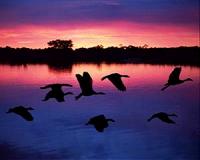 Australia plan to protect 'long-haul' birds
