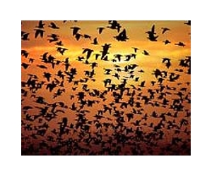 Building owner acquitted for bird strikes