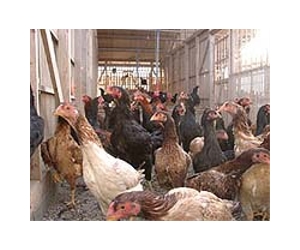 Taiwan official quits over 'bird flu cover-up'