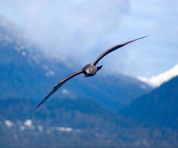 Longer wings, smaller bodies, earlier migrations 'new normal' for birds