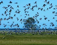 Bird populations in rural France 'collapsing'