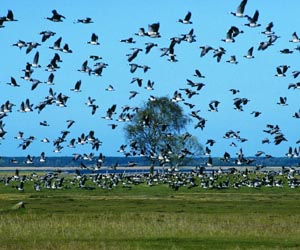 Rising sea levels threaten migratory birds - study