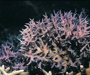 Electricity sparks new life into Indonesia's corals