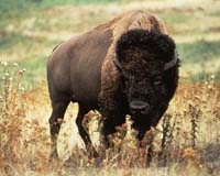 Europe's bison: prehistoric survivor with Achilles' heel