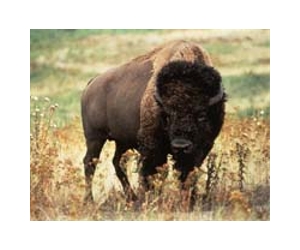 Study finds climate change to shrink bison, profit