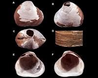 Ancient creature discovered in the depths of the Arctic Ocean