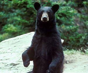 Black Bears Return to Missouri Indicates Healthy Forests