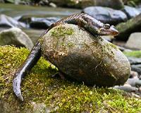 Salamanders Help Predict Health of Ecosystems on US Golf Courses