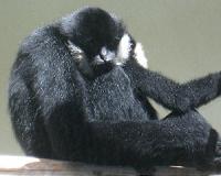 Gibbon genome reveals insights into rapid chromosomal rearrangements
